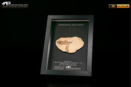 Pesce fossile knightia - pesce,