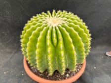 ECHINOCACTUS GRUSONII V. INERMIS BIG CACTUS PIANTE GRASSE AGAVE 3934