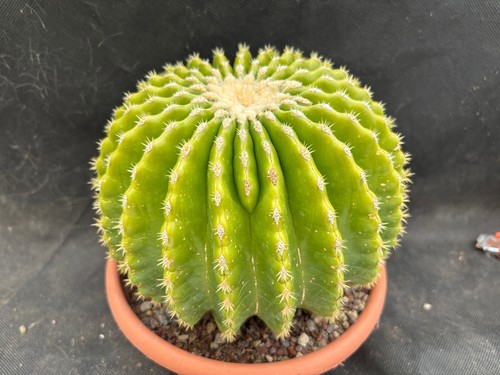 Echinocactus grusonii - echinocactus, v