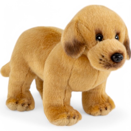 Cane labrador piedi circa - piedi,