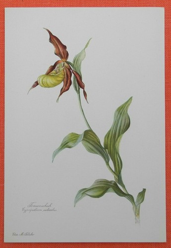 Scarpa donna cypripedium - donna,