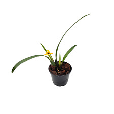 Maxillaria variabilis yellow -