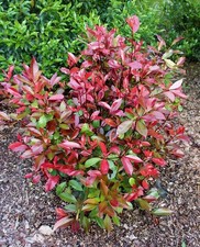 Photinia fraseri red robin - fraseri, "red