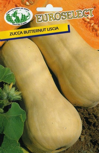 Semi zucca butternut - zucca, liscia