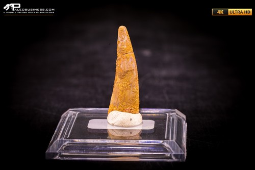 Dente fossile pterosauro - fossile,