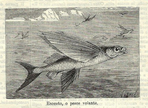 Stampa antica pesce volante - stampa,