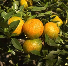 Citrus x myrtifolia | Chinotto | Myrtle-leaved orange tree - Chinotto | Myrtenbl