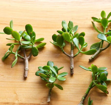 5 talee di Albero di Giada da