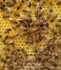 Vendita sciami d'api con regina feconda 2024