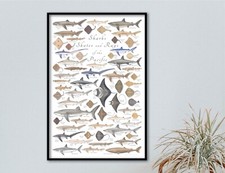 Poster 24x36 Squali Pattini e