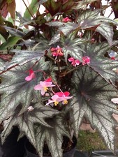 Begonia Little Brother