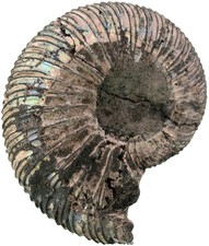 Malm Virgatites gerassinovi