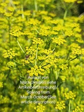 Pastinak, Pastinaca sativa, pastinaca, 100 semi, semi, forma selvatica, api selvatiche