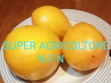 50 Semi Pomodoro Giallo