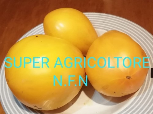 Semi pomodoro giallo - pomodoro,