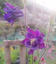 n.1 pianta di Aquilegia (mix