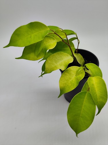 Ficus benjamina oro giallo - benjamina, "oro