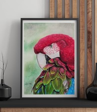 Pappagallo disegno a matita