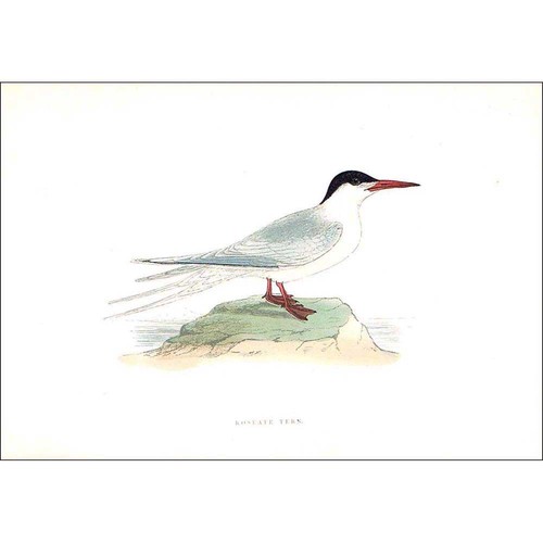 Birds roseate tern colorato - birds,