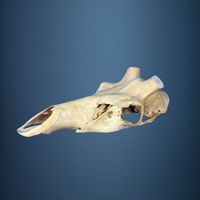 527SKU Teschio di cervo