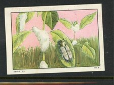 Album Nestle Insect and Plants