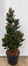 PIANTA DI MAGNOLIA GRANDIFLORA