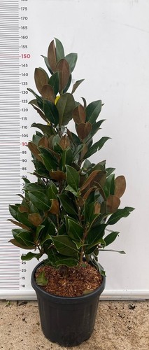 Pianta magnolia grandiflora - di,