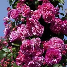 Pianta ROSA BREVETTATA INES