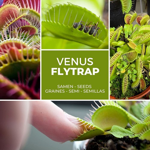 Semi dionaea muscipula - dionaea,