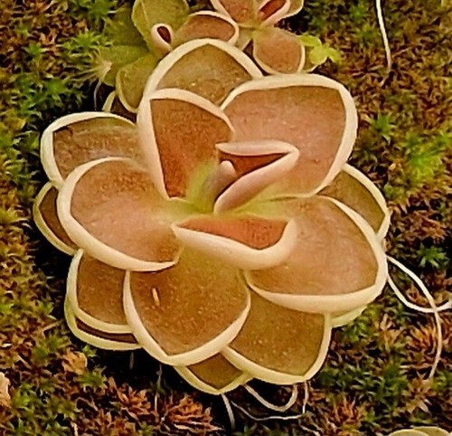 Pinguicula tolatongo pianta - tolatongo,
