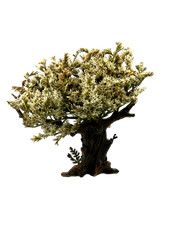 Albero di Ulivo Cm 15 -