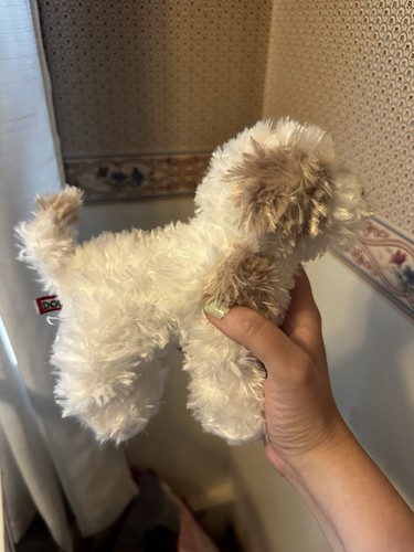 Jolly the maltipoo articolo - jolly,