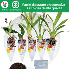 Piante di orchidee da interno