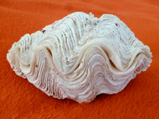 TOP Tridacna 365g Maxi