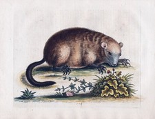 Marmotta marmotta America