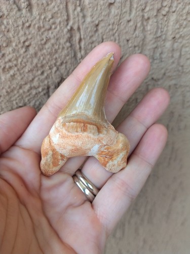 Fossili grande dente di - fossili,