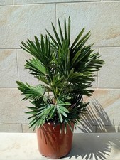 Chamaerops Humilis Vulcano, No Encephalartos 