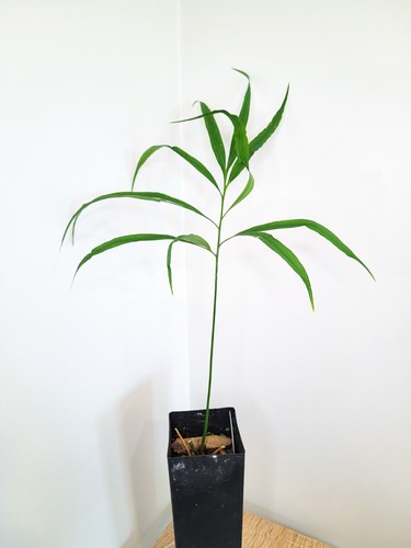 Cycas multipinnata - multipinnata, (bifida)