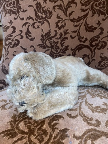 Peluche steiff floppy raudi - steiff,
