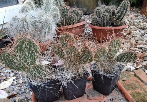 Opuntia trichophora bandelier - opuntia,