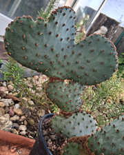 Opuntia macrocentra (mezza-)