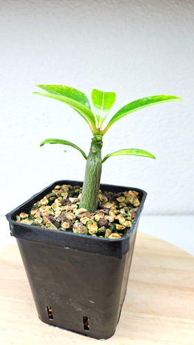 Pachypodium decaryi - , ➡️