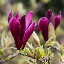 Magnolia liliflora "Nigra"