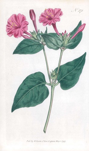 1808 curtis botanica mirabilis - curtis,