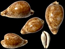 Cypraea hesitata stanley nw - cypraea, stanley,