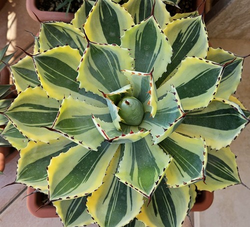 Agave kichijokan desert - agave, cv.