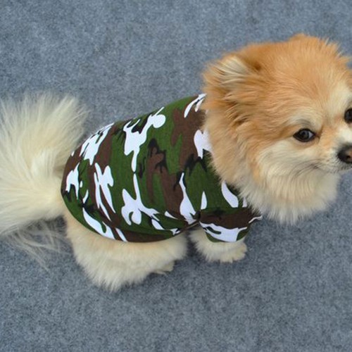 Vestiti per cane - cane, cani