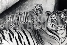 Foto vintage UK, Mamma tigre e uno dei suoi cuccioli, stampa 21x15 cm