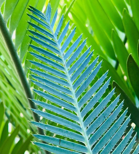 Dioon holmgrenii seeds - dioon,