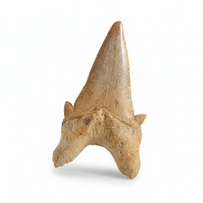 Raro Obliquus preistorico